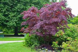 While most of the species are native to asia, quite a large number of them also grow in. Acer Platanoides Crimson King Norway Maple