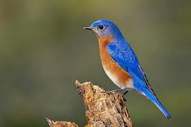 Maybe you would like to learn more about one of these? Eastern Bluebird The Parody Wiki Fandom