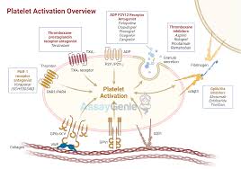 Image result for Platelet Function Closure Time