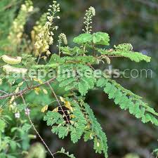 Image result for Caesalpinia decapetala