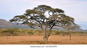 Image result for Fabaceae subfamily Mimosoideae