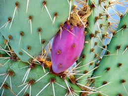 Flowers are produced at the ends of pads in early summer. Prickly Pear Cactus State Plant Prickly Pear Cactus Prickly Pear Cactus