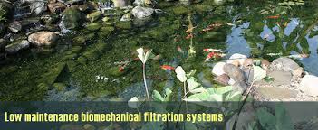 Maybe you would like to learn more about one of these? Koi Ponds Waterfalls Pondless Systems In Orange County Ca