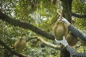 Jadual penjagaan pokok durian yang betul. Cara Menanam Pohon Durian Pendek Pusatbibitdurian Com
