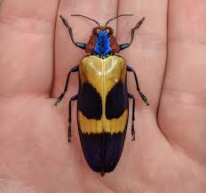 Image result for Chrysochloa