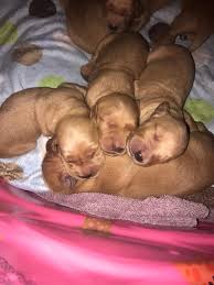Golden retriever puppies are famously friendly and docile. Wonderful Western Golden Retrievers Home Facebook