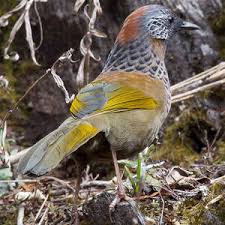 Image result for Erythrocephalum