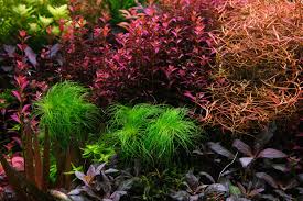 Image result for Eriocaulon