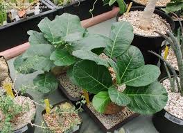 Image result for Fockea multiflora