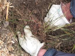 Image result for Entolasia