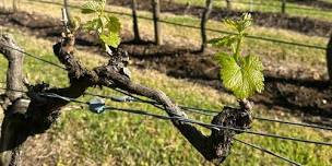 Budburst Long Lunch 2026