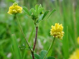 Image result for Trifolium campestre