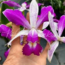 Image result for Cyphia richardsiae