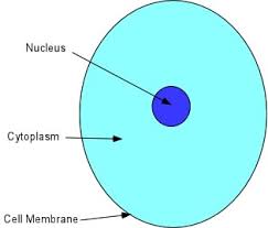 True false the answer is true. Cytoplasm Organelles Golgi Lysosomes By Moose And Doc