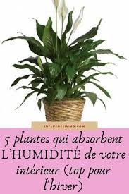 5 Plantes Qui Absorbent L Humidite De Toutes Les Pieces En 2020 Plante Jardin Facile Astuce Jardin