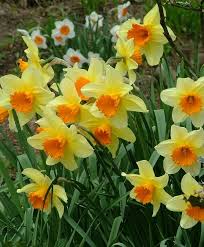 Pin On Large Cupped Narcissi