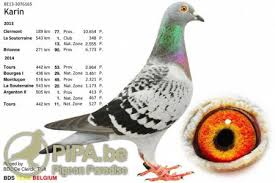 It is a game for adults and the concept of the game is heavily based after the original game called breeding season. Team Bds Ruiselede Be Achieves Great Results Thanks To A High Quality Breed Pipa