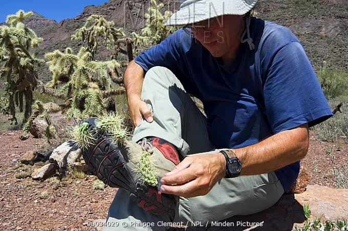 Jumping Cholla Cactus stock photo - Minden Pictures