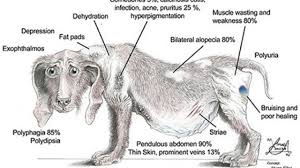 Caine bolnav are nevoie de ajutor | this sick dog needs help подробнее. Cainele Meu Bea Excesiv De Multa Apa Si Urineaza Des