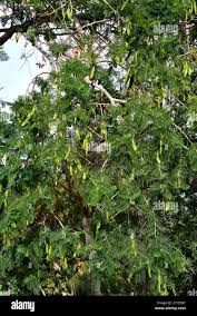 Image result for Acacia sieberiana