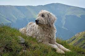The romanian mioritic shepherd is a breed of large sheep dogs that originated in the carpathian mountains of romania. Romanian Mioritic Shepherd Dog Dog Breed Information American Kennel Club