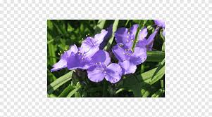 Purple flowering bush in virginia. Irises Virginia Spiderwort Flowering Bulbs Plant Flower Violet Annual Plant Png Pngegg