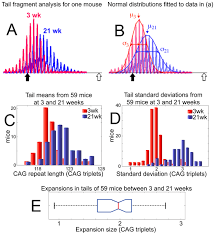 Continuous And Periodic Expansion Of Cag Repeats In Huntington S Disease R6 1 Mice