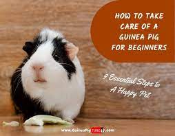 Pin On Piggie Perfect