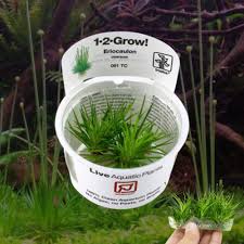 Image result for Eriocaulon cinereum