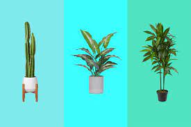 Ranges of fake plants wholesale are full shape. 33 Best Artificial Plants 2021 The Strategist