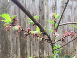 In areas where the ground freezes in the winter. Garden Revival For Houston Houston Press