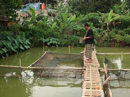 Distributor Peternakan Ikan Gurame Februari 2016
