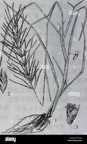 Image result for Lipocarpha chinensis