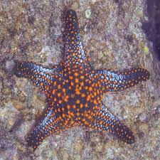 Image result for Pentanisia sykesii