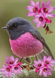 Maybe you would like to learn more about one of these? New Robin Bird Flying Pictures 18 Ideas Beautiful Birds Most Beautiful Birds Colorful Birds