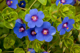 Image result for Anagallis elegantula