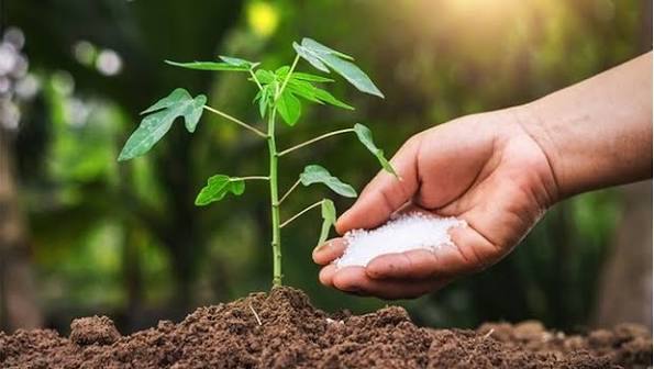 Bón phân hợp lý cho cây trồng - Nguyên tắc và kỹ thuật đúng