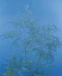 Image result for Asparagus setaceus