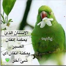 فعلا الصبر مفتاح كل شيء واولها الفرج parrot animals