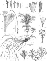 Dracocephalum microphyton (Lamiaceae: Nepetoideae), a new species from  south-west China | SpringerLink