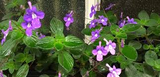 Image result for Streptocarpus glandulosissimus