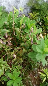 Image result for Crotalaria aculeata