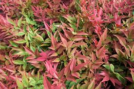 Image result for Nandina