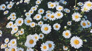 Aesthetic Spring Flowers Laptop Wallpapers Wallpaper Cave These images are high quality, compatible with any laptop, and super vsco worthy. aesthetic spring flowers laptop