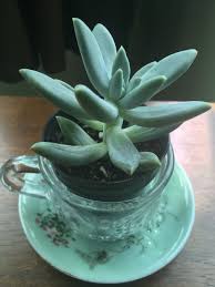 We did not find results for: New To Succulents Bottom Leaves Are Wrinkly