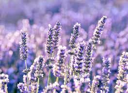 2 what are the best zodiac flowers for a cancer? Zodiac Flowers The Ultimate Guide To The Flower For Your Star Sign