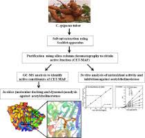 Image result for Corallocarpus epigaeus