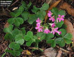 Image result for Oxalis debilis
