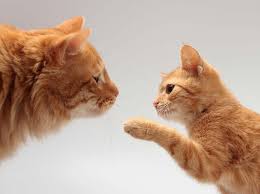 ‪5 Tips for Introducing a Kitten to Adult Cats | Fear Free Happy Homes‬‏