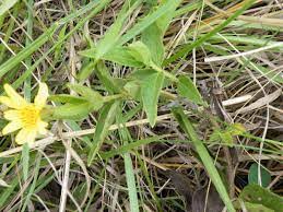 Image result for Aspilia natalensis